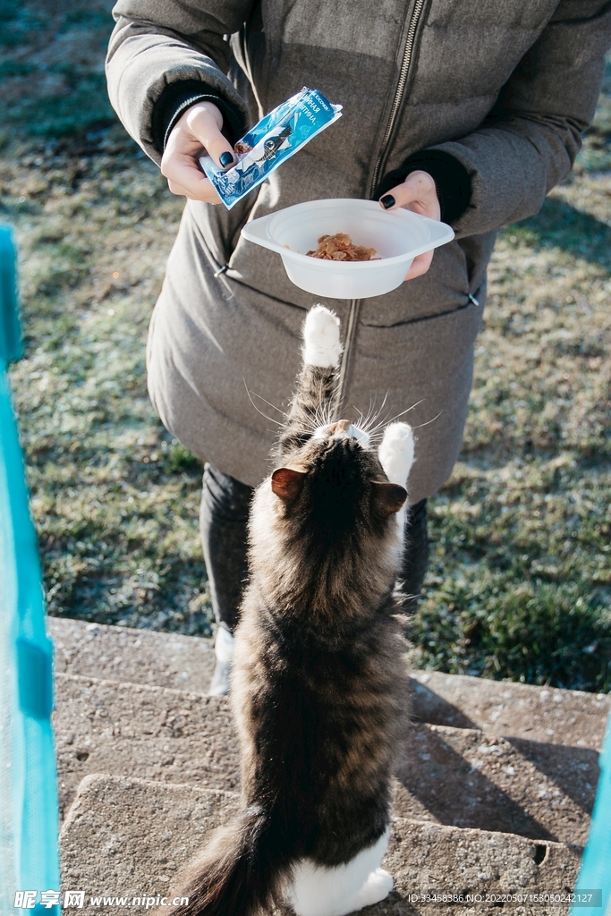 猫 