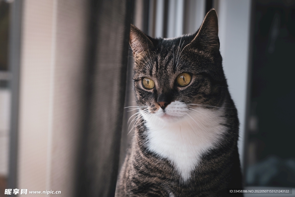 猫