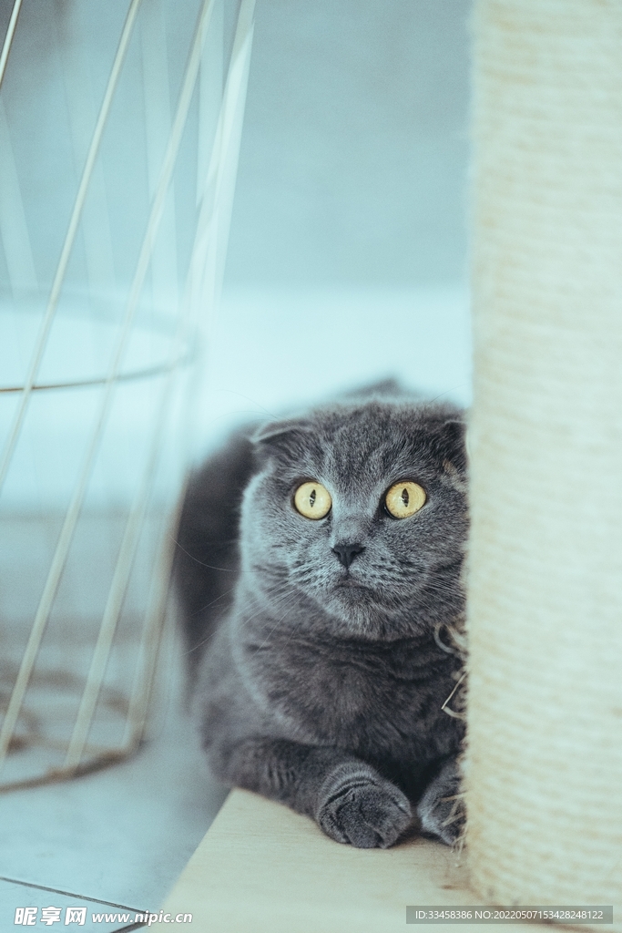 猫