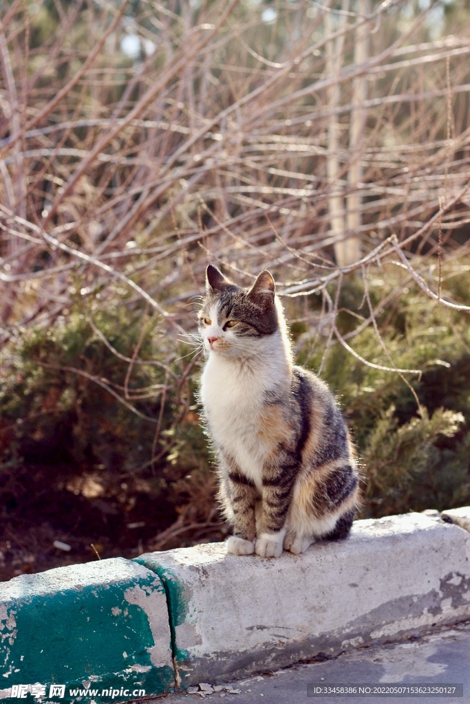 猫