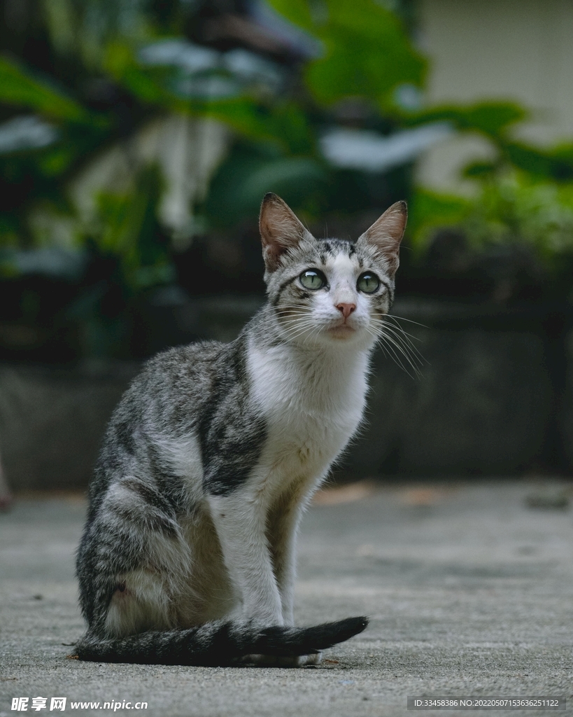 猫 