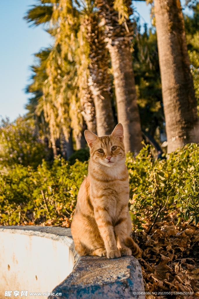 猫 