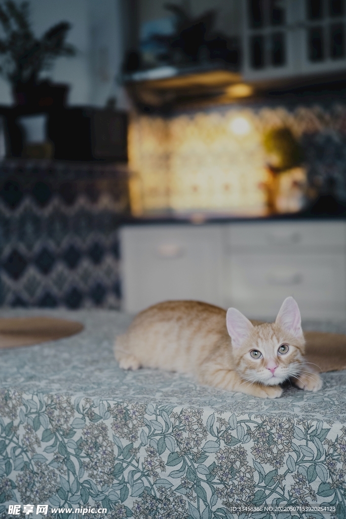 猫