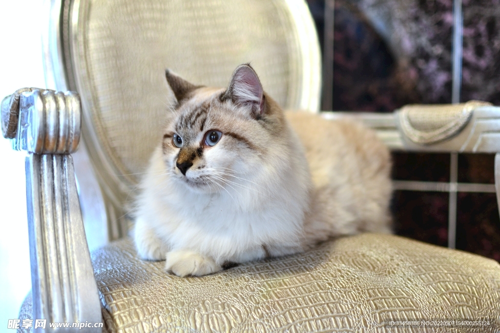 猫