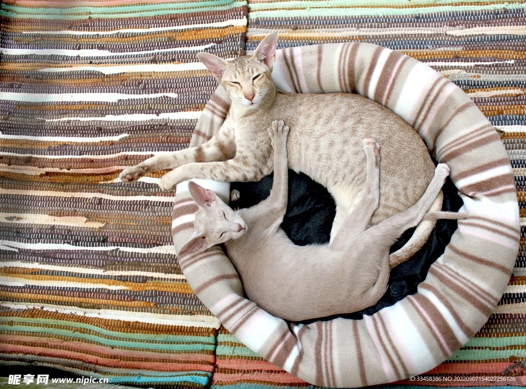 猫 