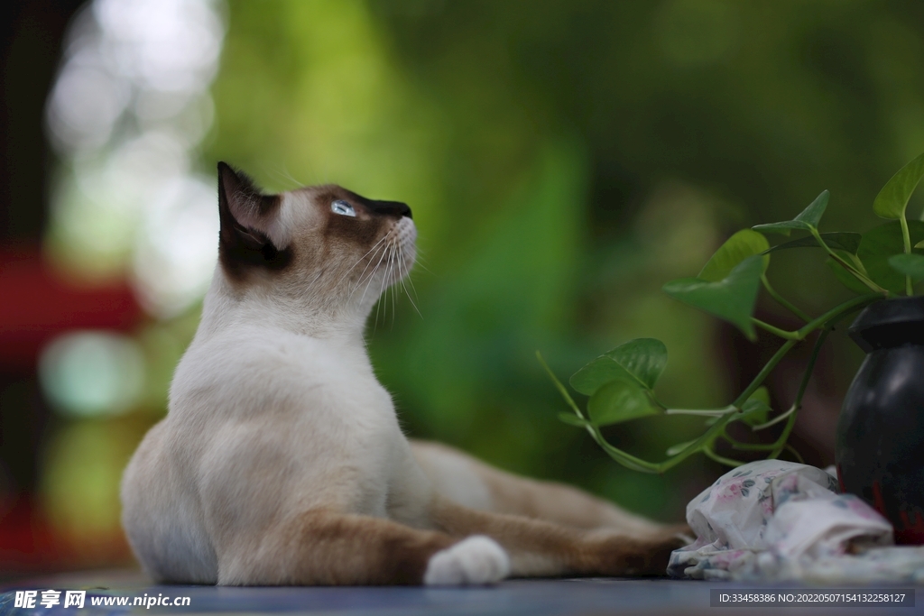 猫