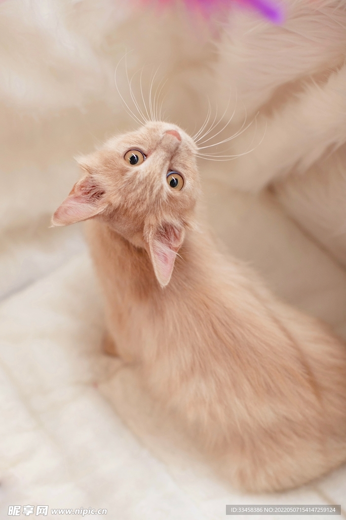 猫 