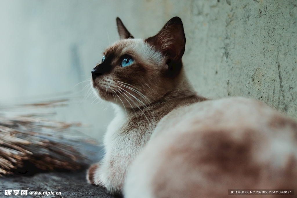 猫