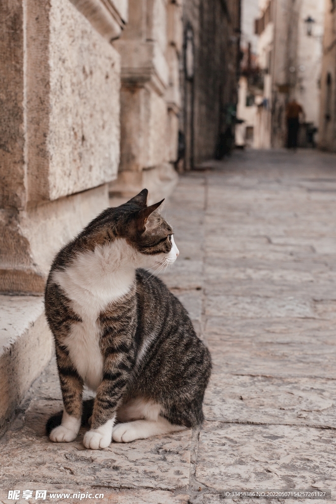 猫