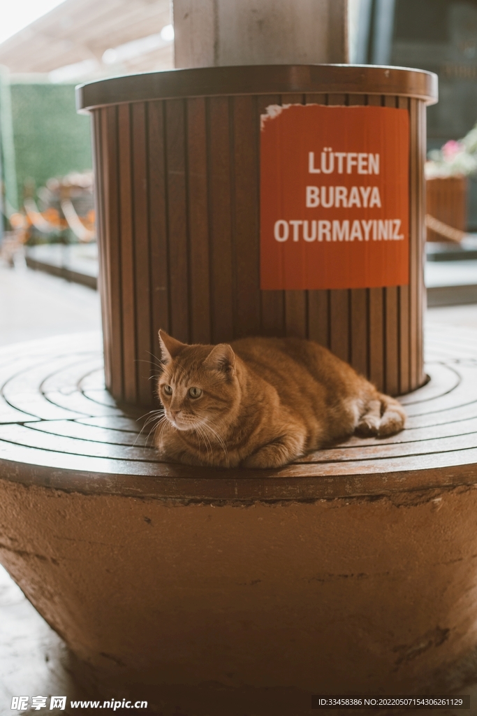 猫