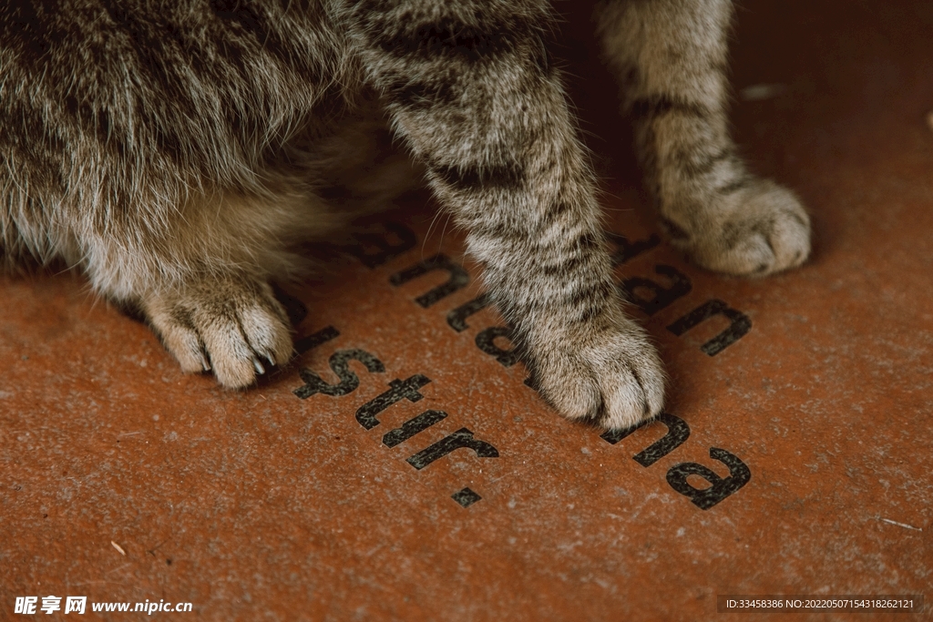 猫