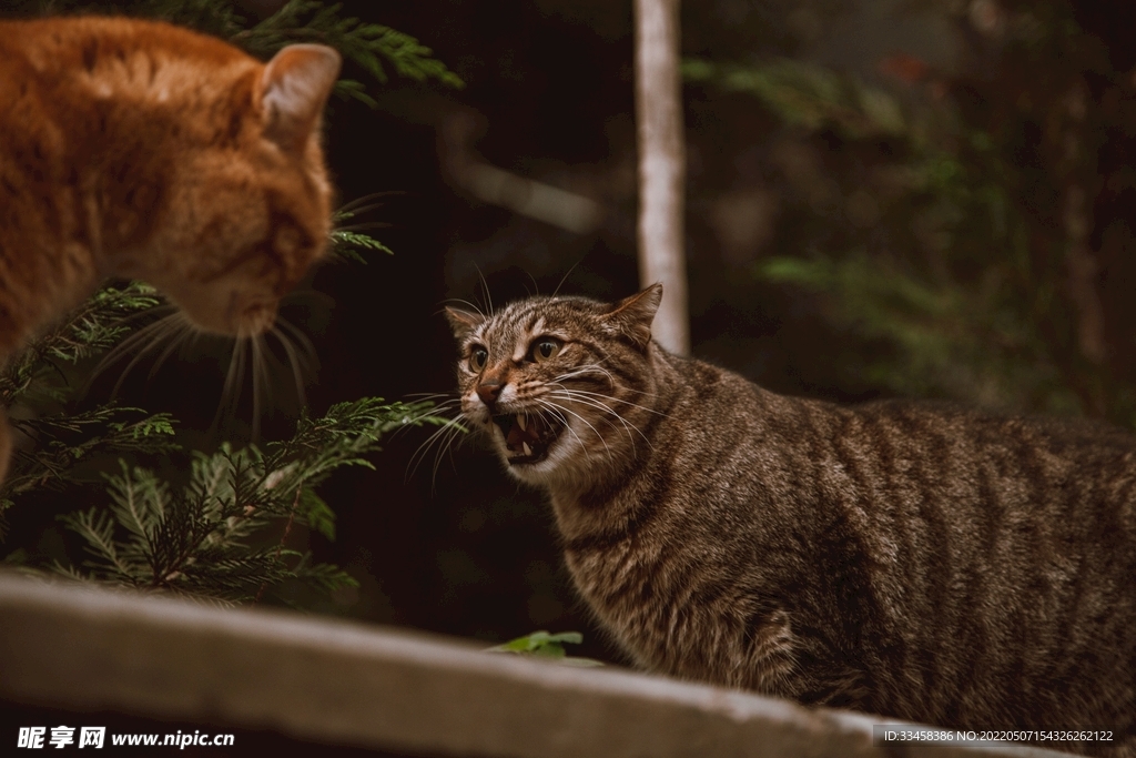 猫