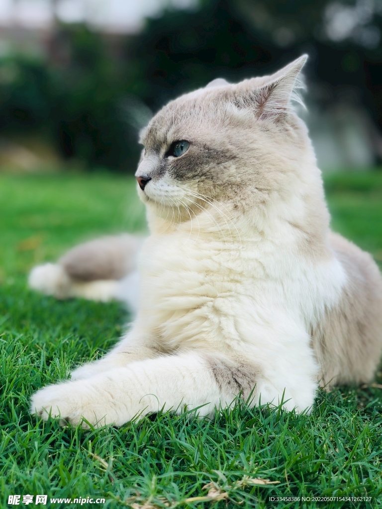 猫