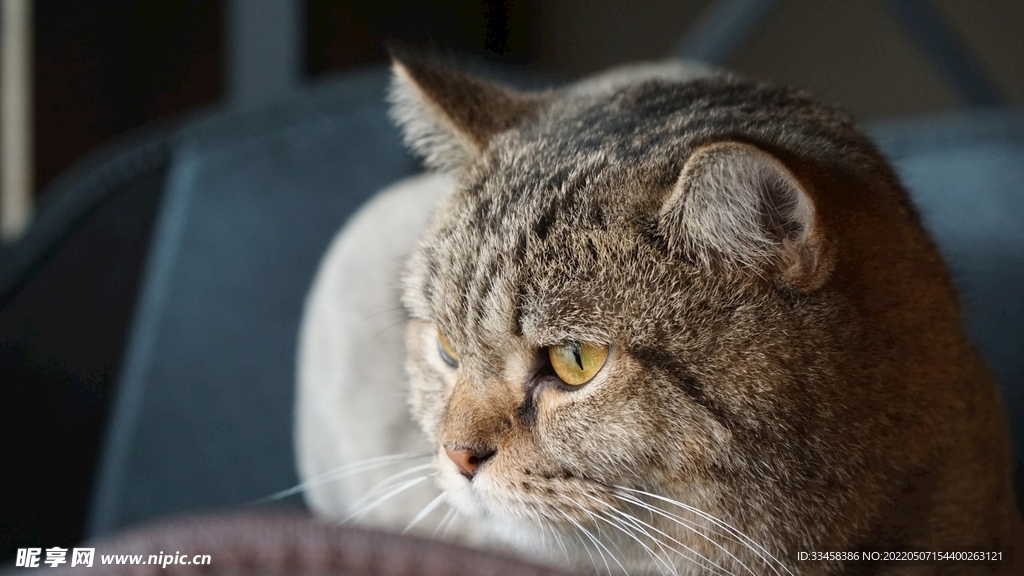 猫