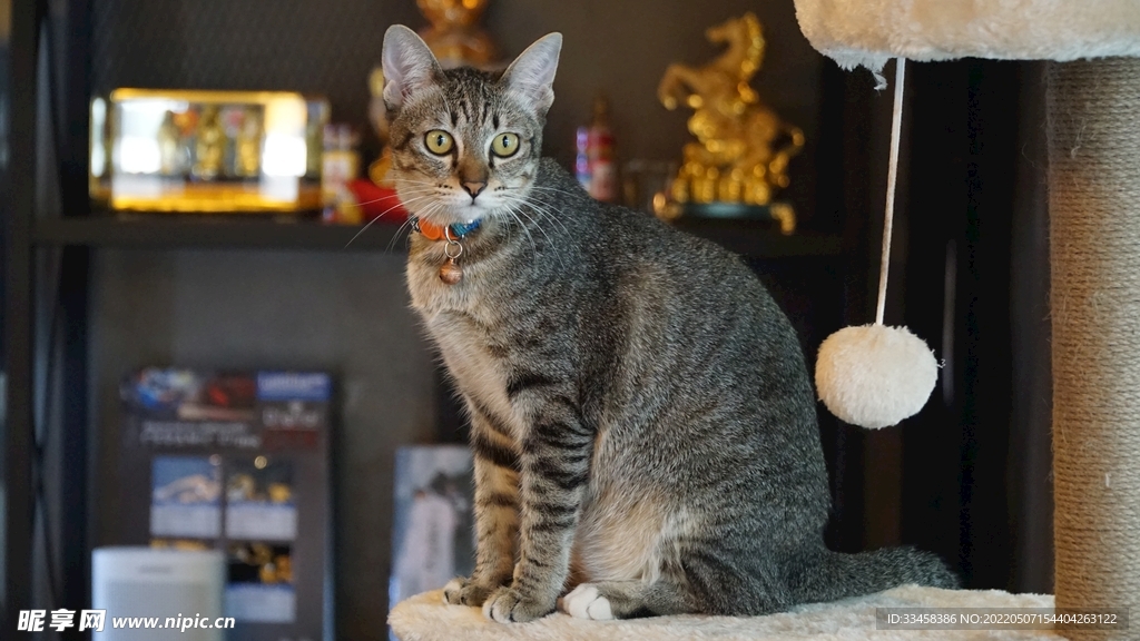 猫