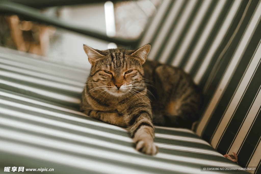 猫