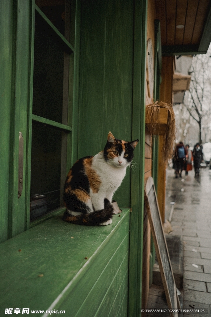 猫 