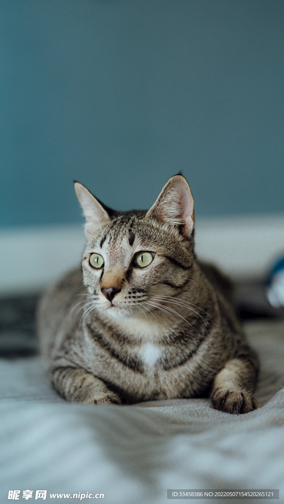 猫 