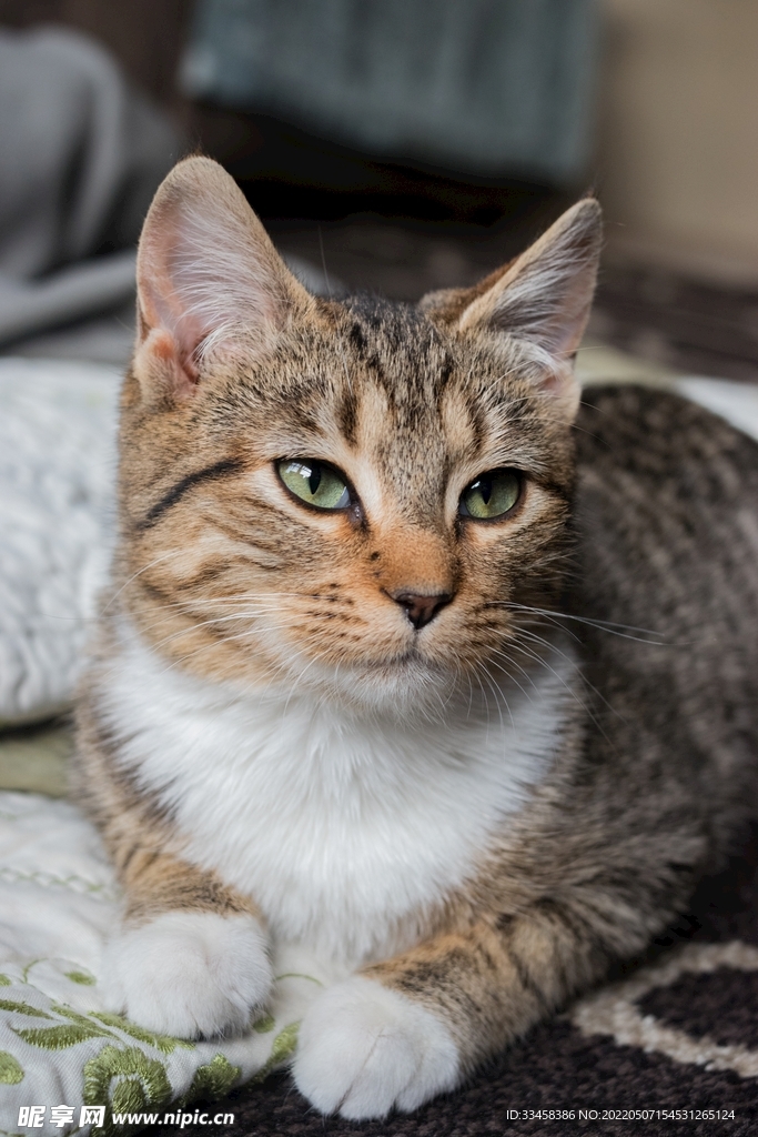 猫 