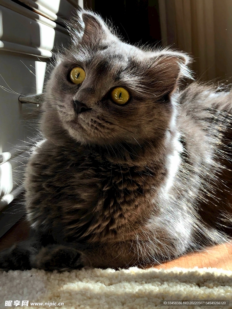 猫 
