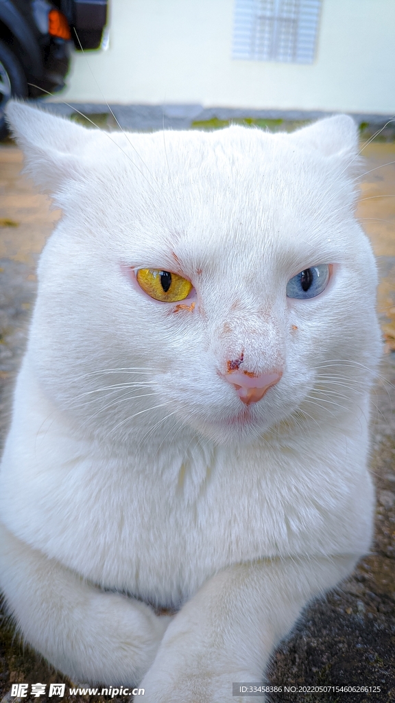 猫