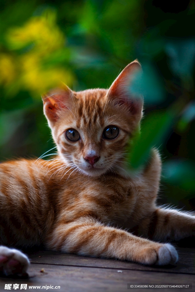 猫 