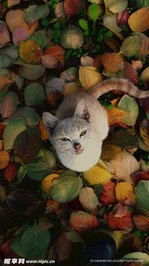 猫
