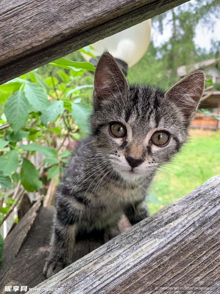 猫 