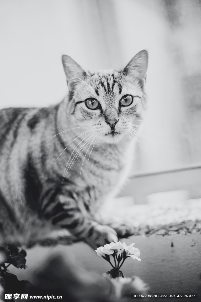 猫 