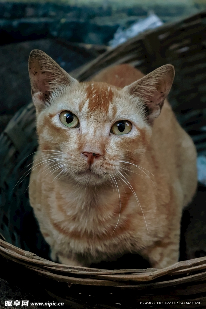 猫 