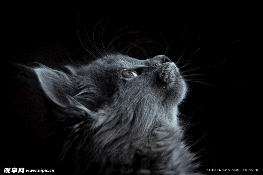 猫 