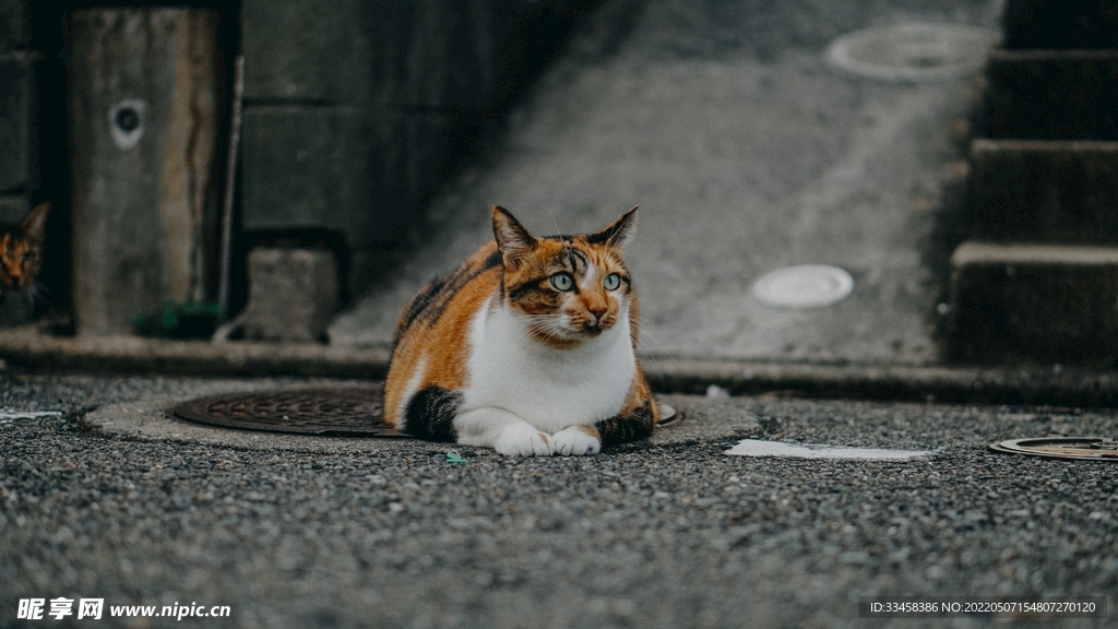 猫