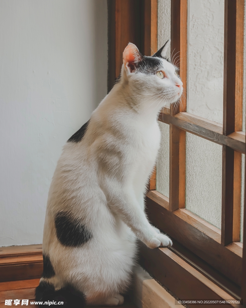 猫 