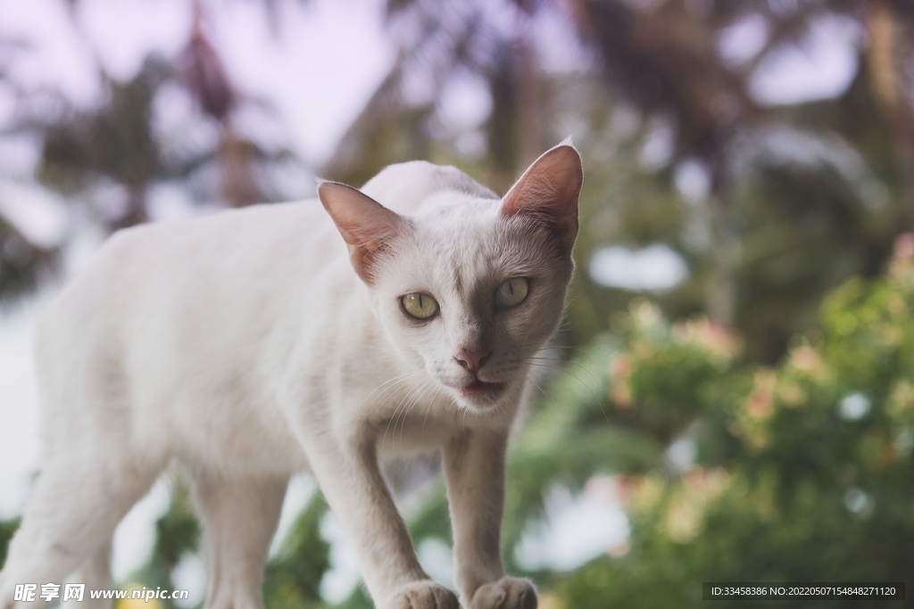 猫