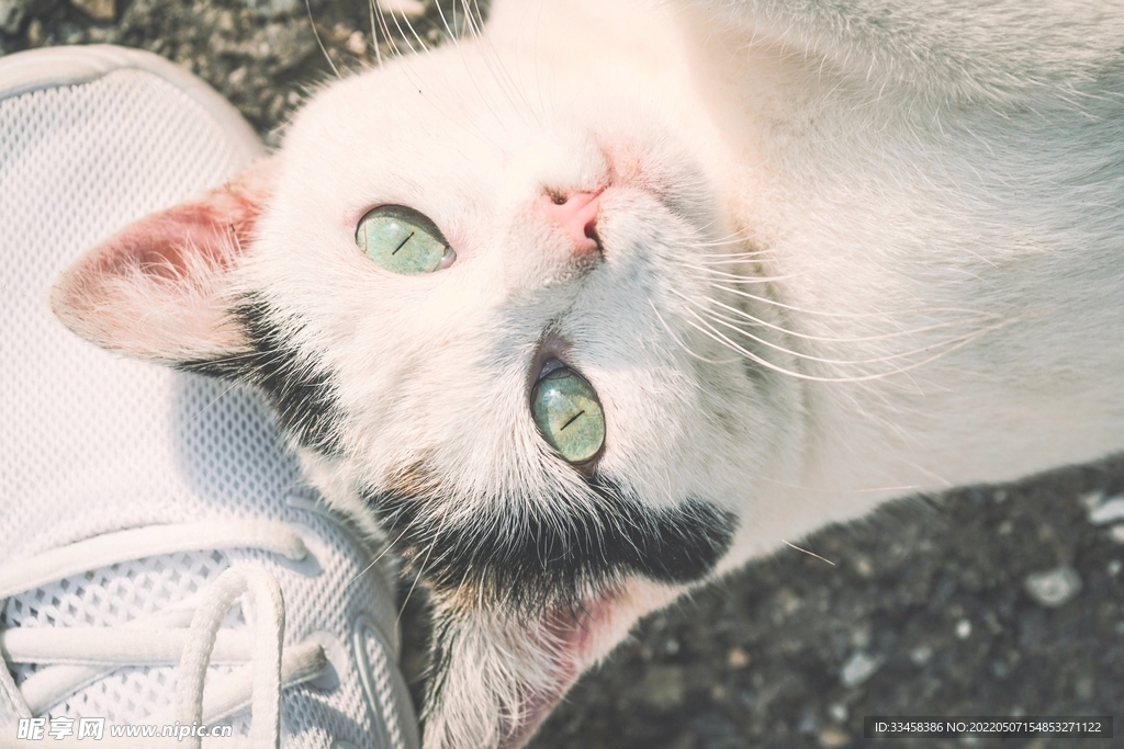 猫 