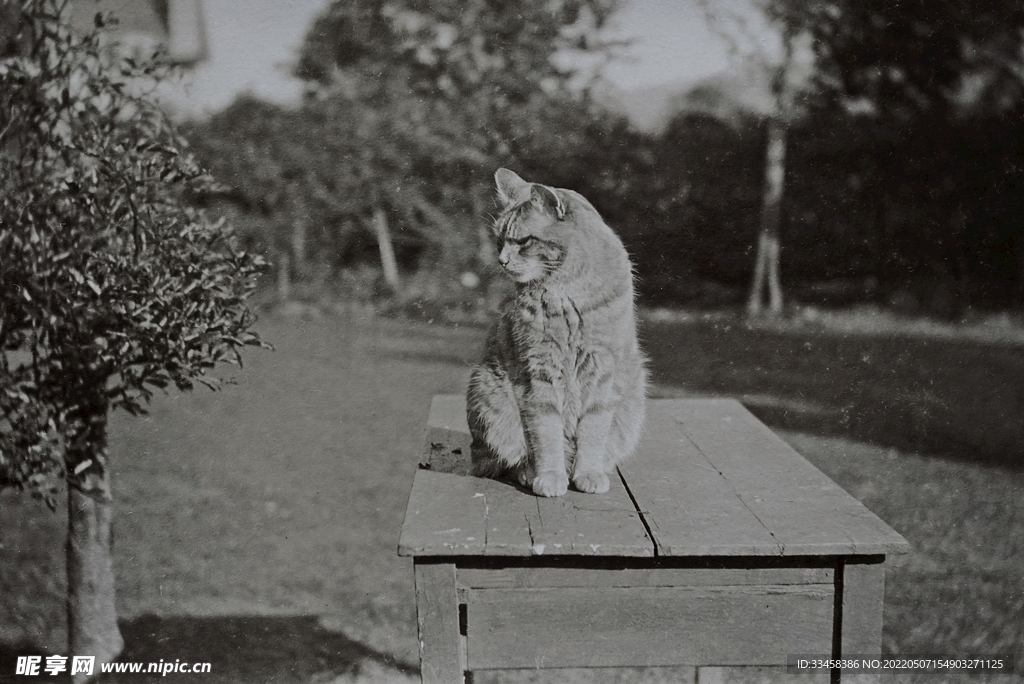 猫 