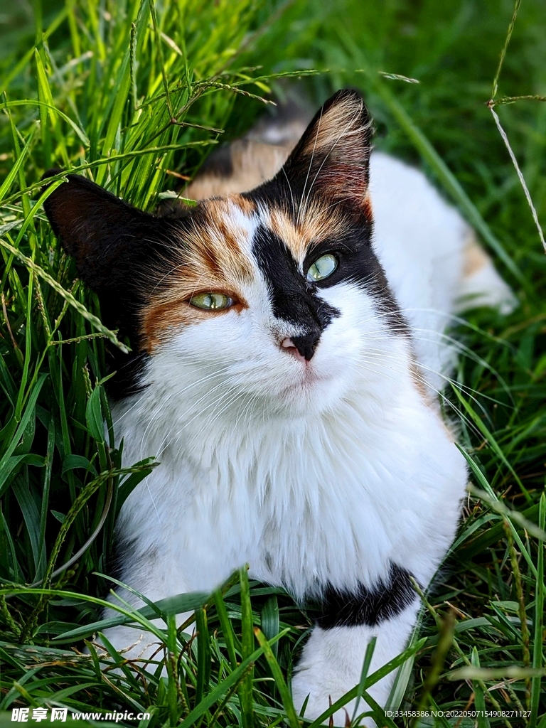 猫