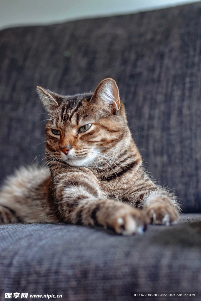 猫