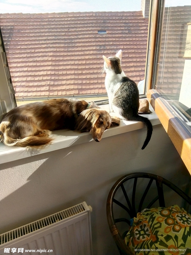 猫