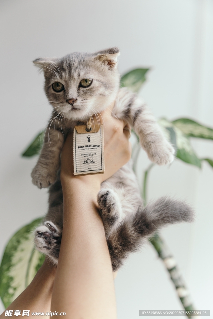 猫