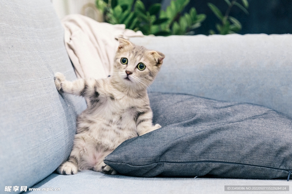猫
