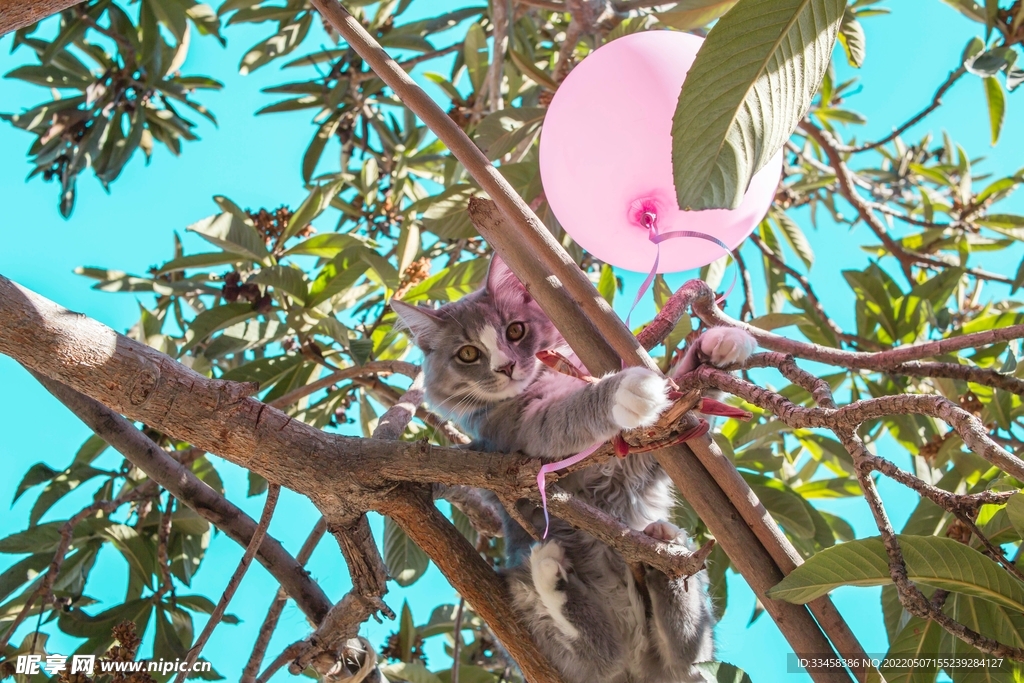猫