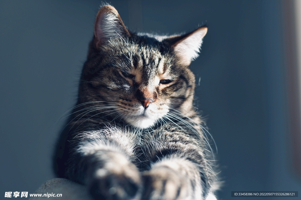 猫
