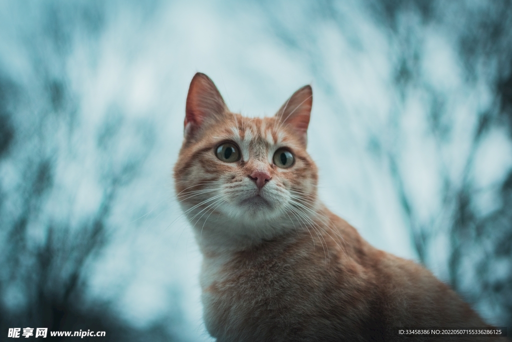猫