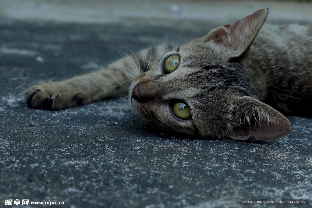 猫