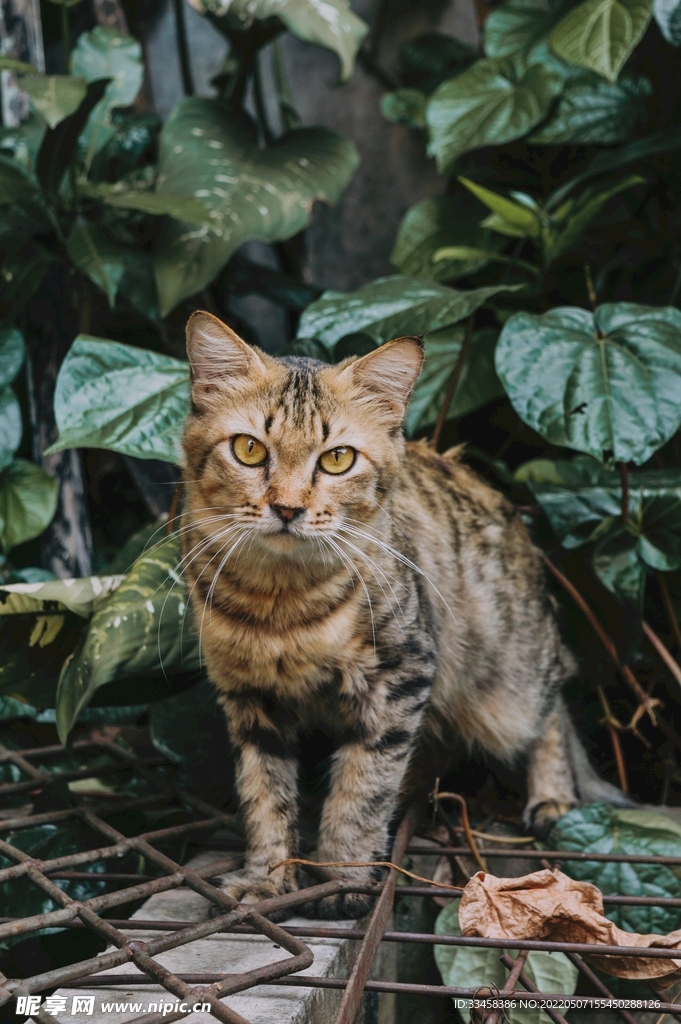 猫 