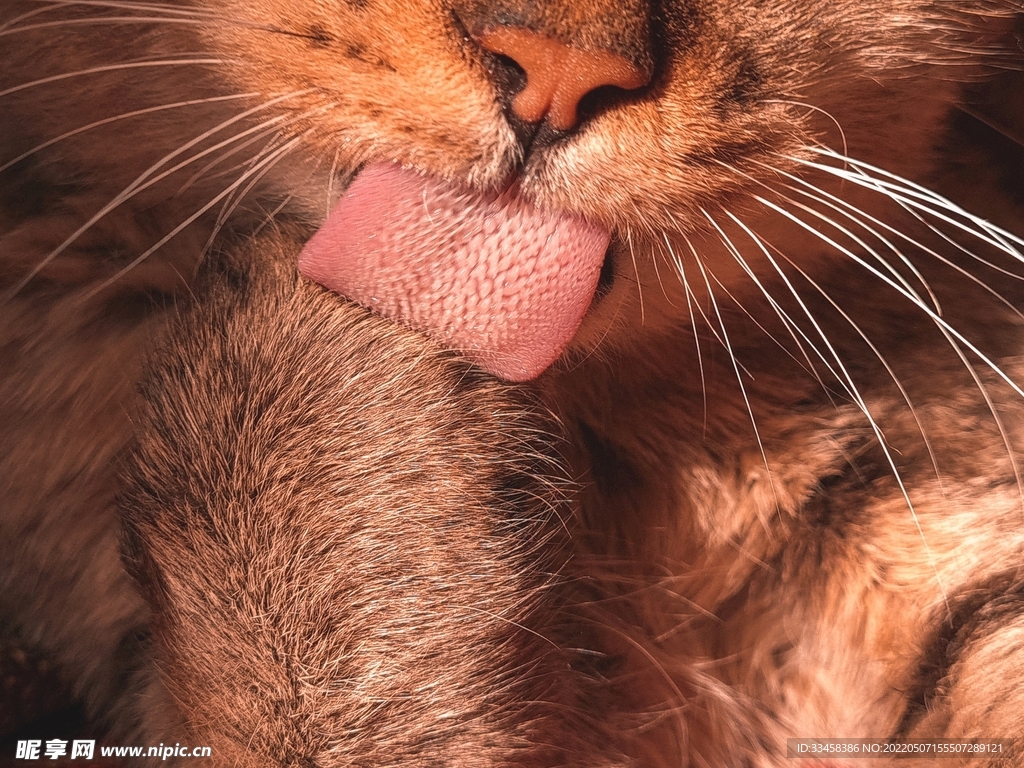 猫