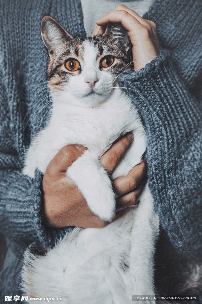 猫