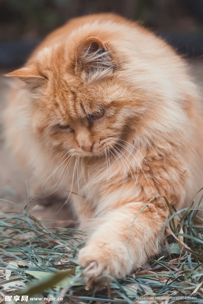 猫