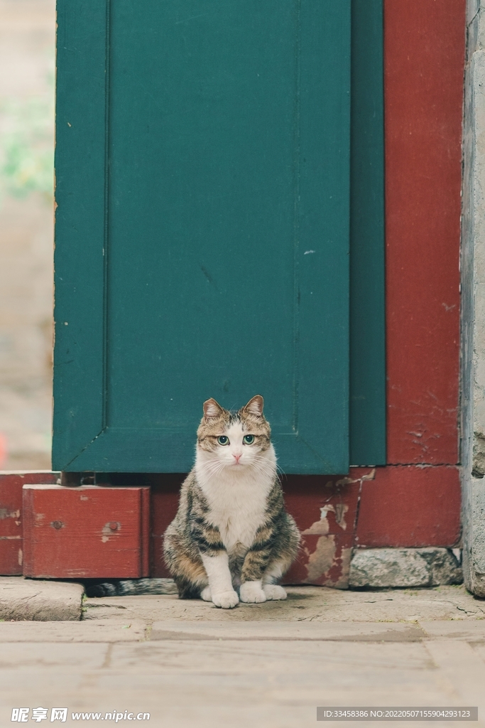 猫